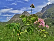 34 Thalictrum aquilegiifolium (Pigamo colombino) con vista in Arera-Corna Piana